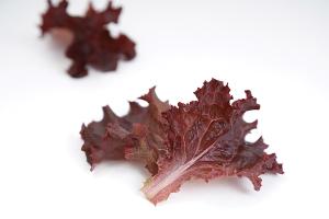 Lettuce, Lola 9208 Packet