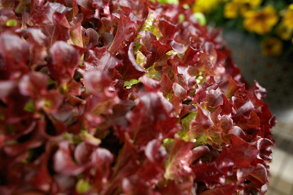 Lettuce, Lola 9208 Packet