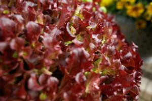 Lettuce, Lola 9208 Packet