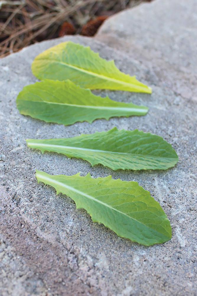 Lettuce, Hitchhiker Packet