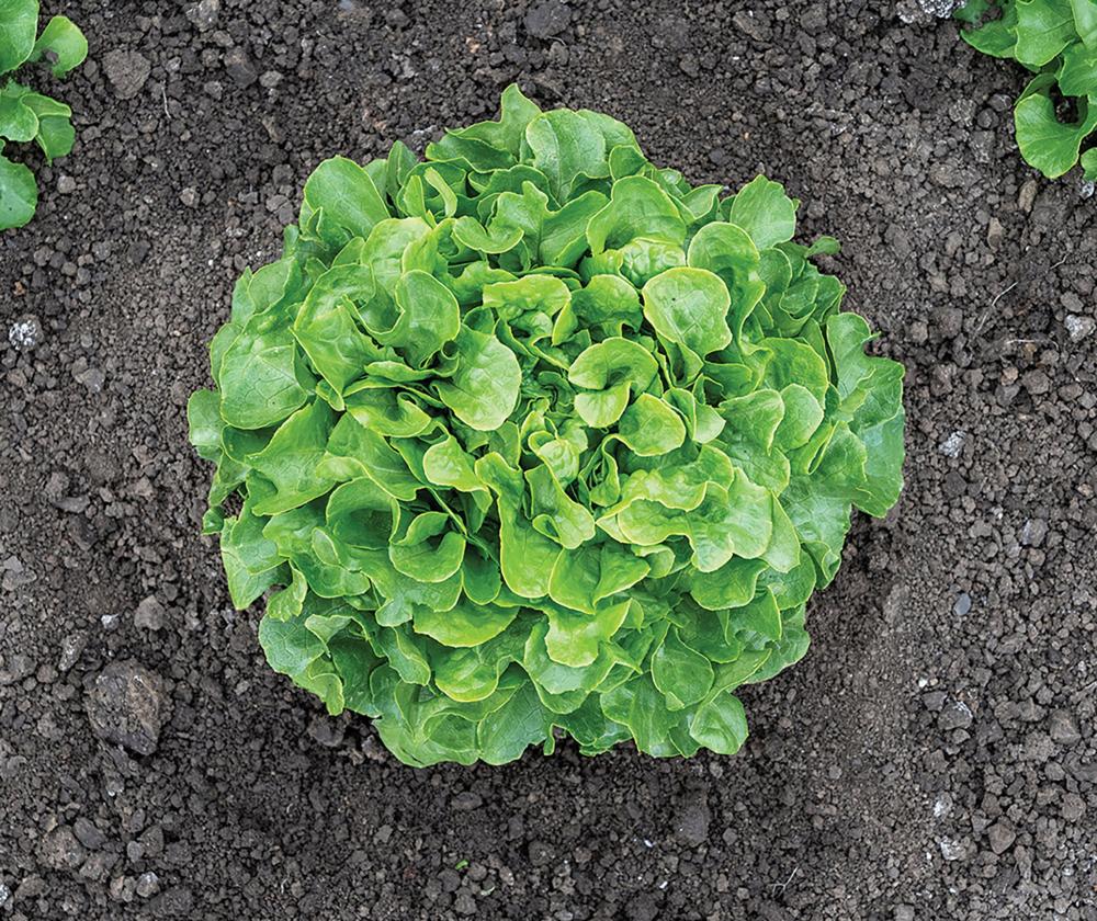 Lettuce, Bauer Organic Packet