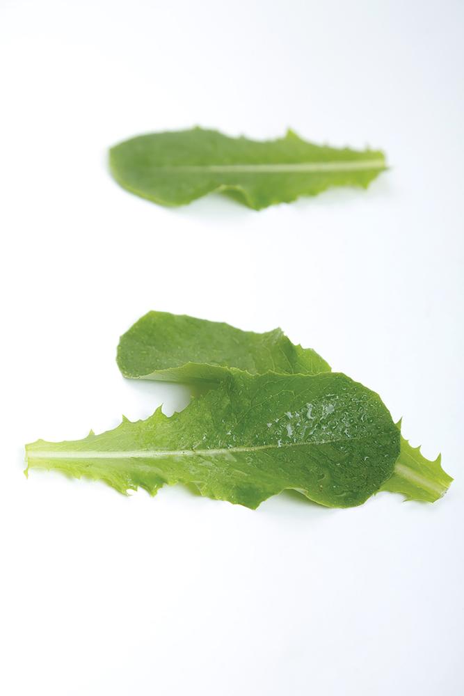 Lettuce, Apple 9424 Packet