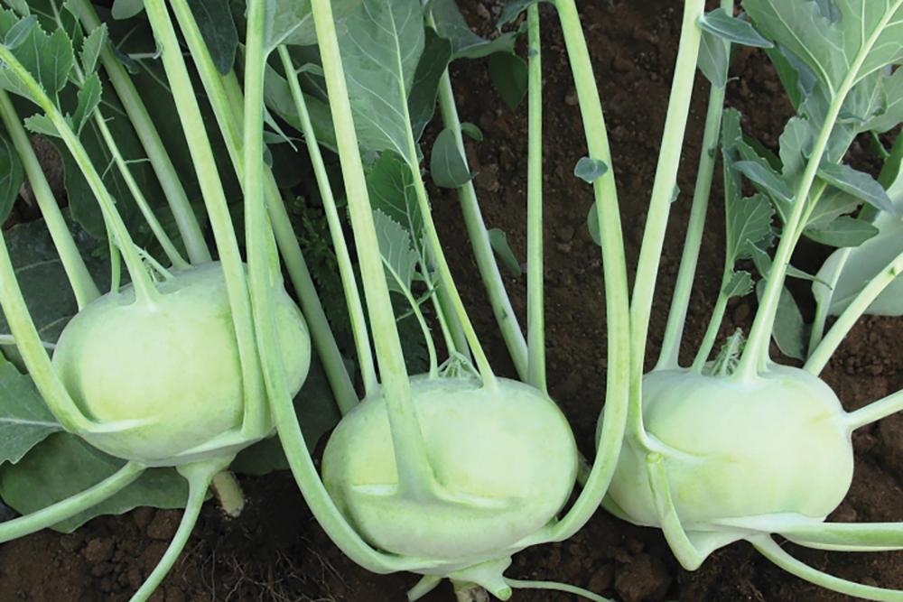 Kohlrabi, Konan Hybrid Organic Packet