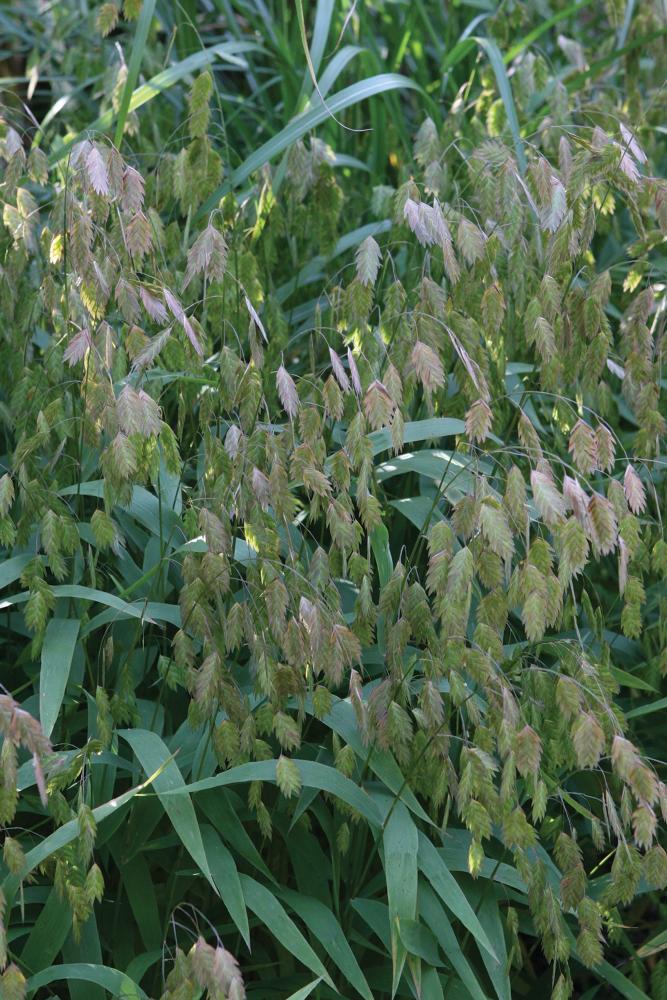 Grasses, Green Dangles Packet