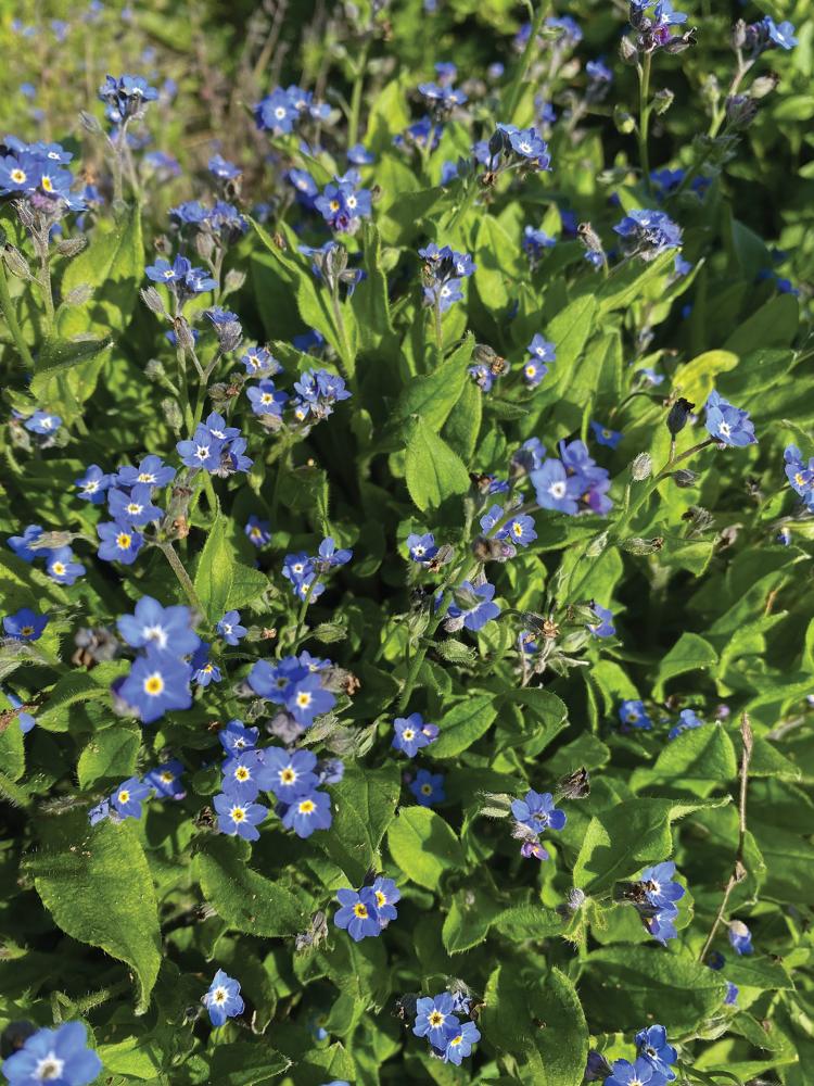 Forget-Me-Not, Bellamy Blue Packet