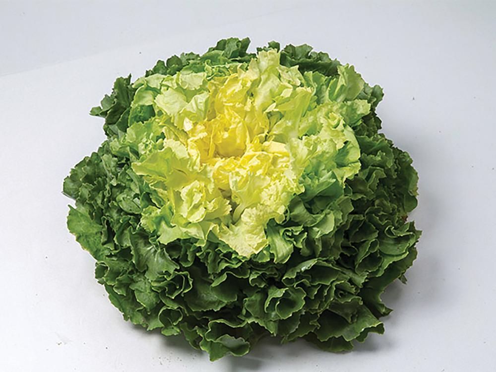 Endive, Eliance Organic Packet