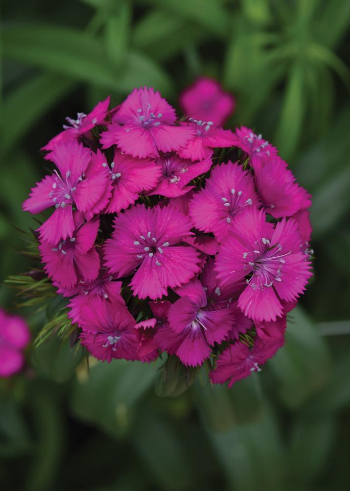 Dianthus, Sweet Neon Purple Packet