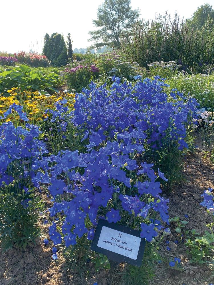 Delphinium, Jenny's Pearl Blue Packet