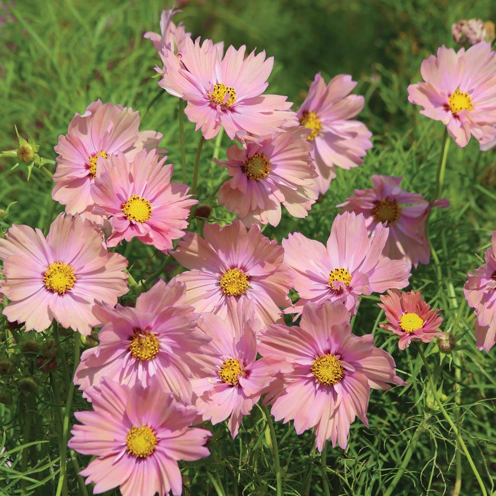 Cosmos, Apricotta Packet