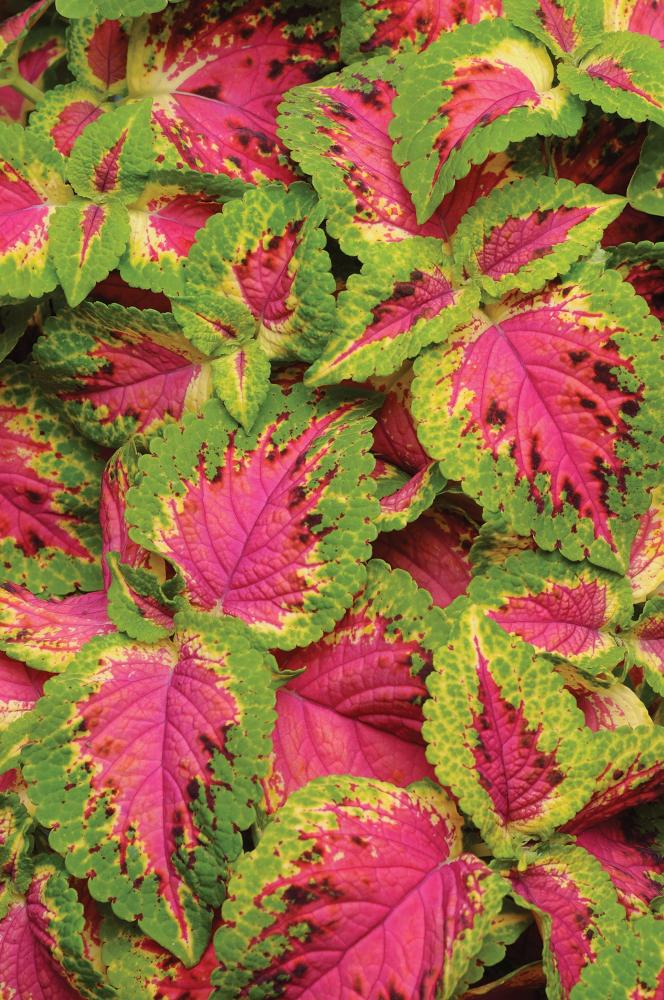 Coleus, Watermelon Packet