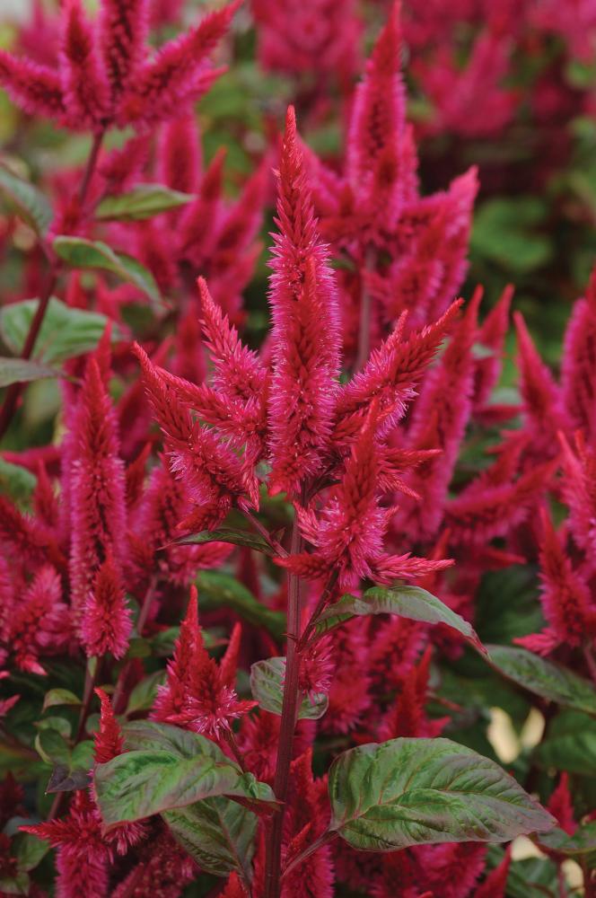 Celosia, Celway Red Pkt (25 pellets)