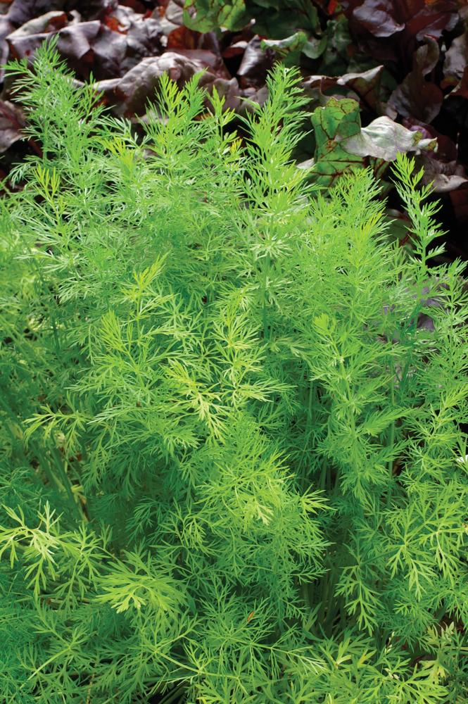 Caraway, Caraway Packet