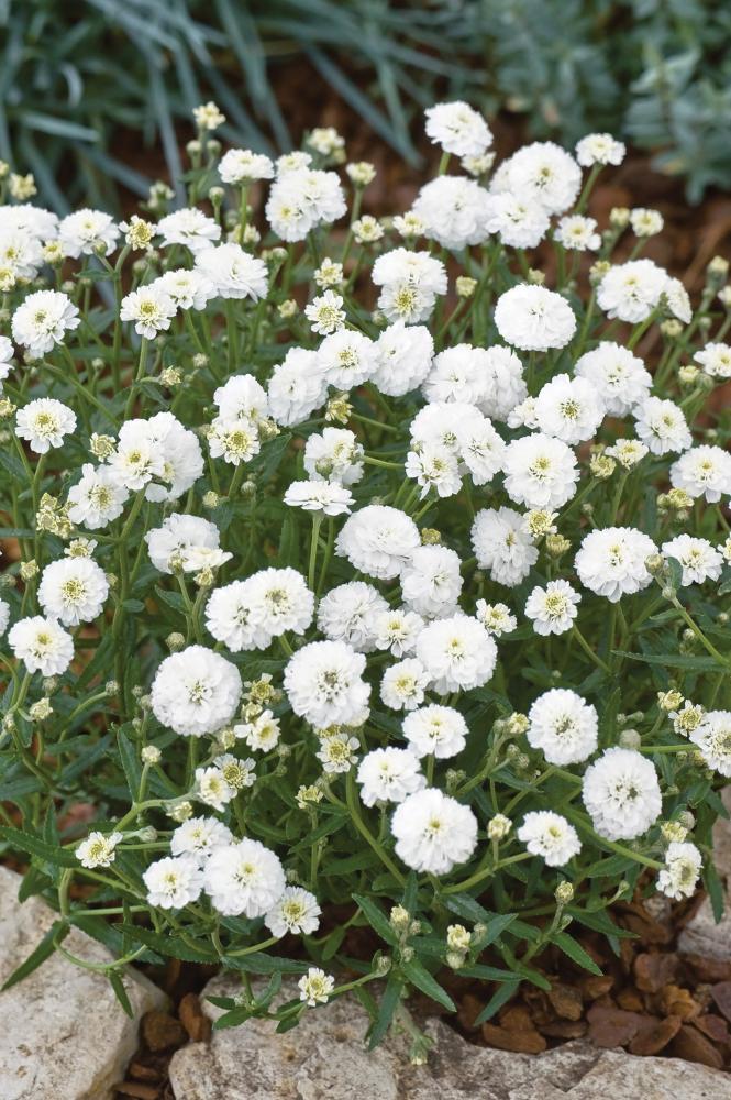 Achillea, Marshmallow Packet