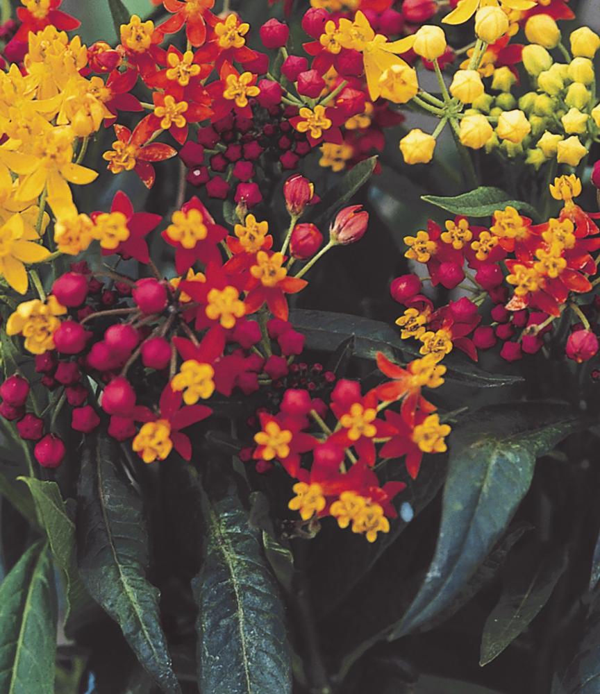 Asclepias, Silky Red Packet