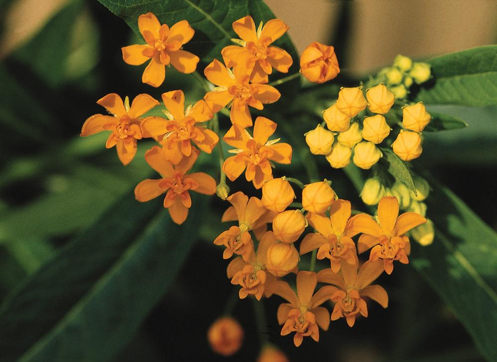 Asclepias, Silky Gold Packet