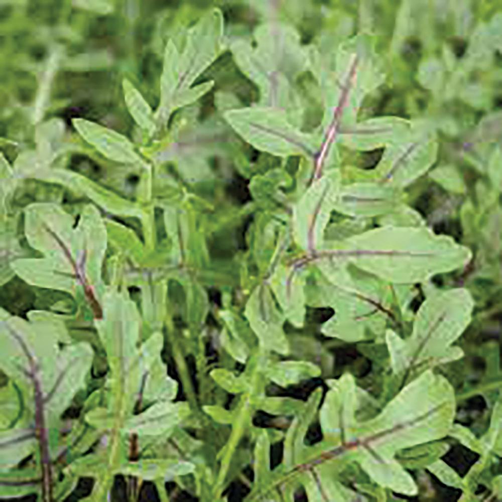 Arugula, Dragons Fire Packet