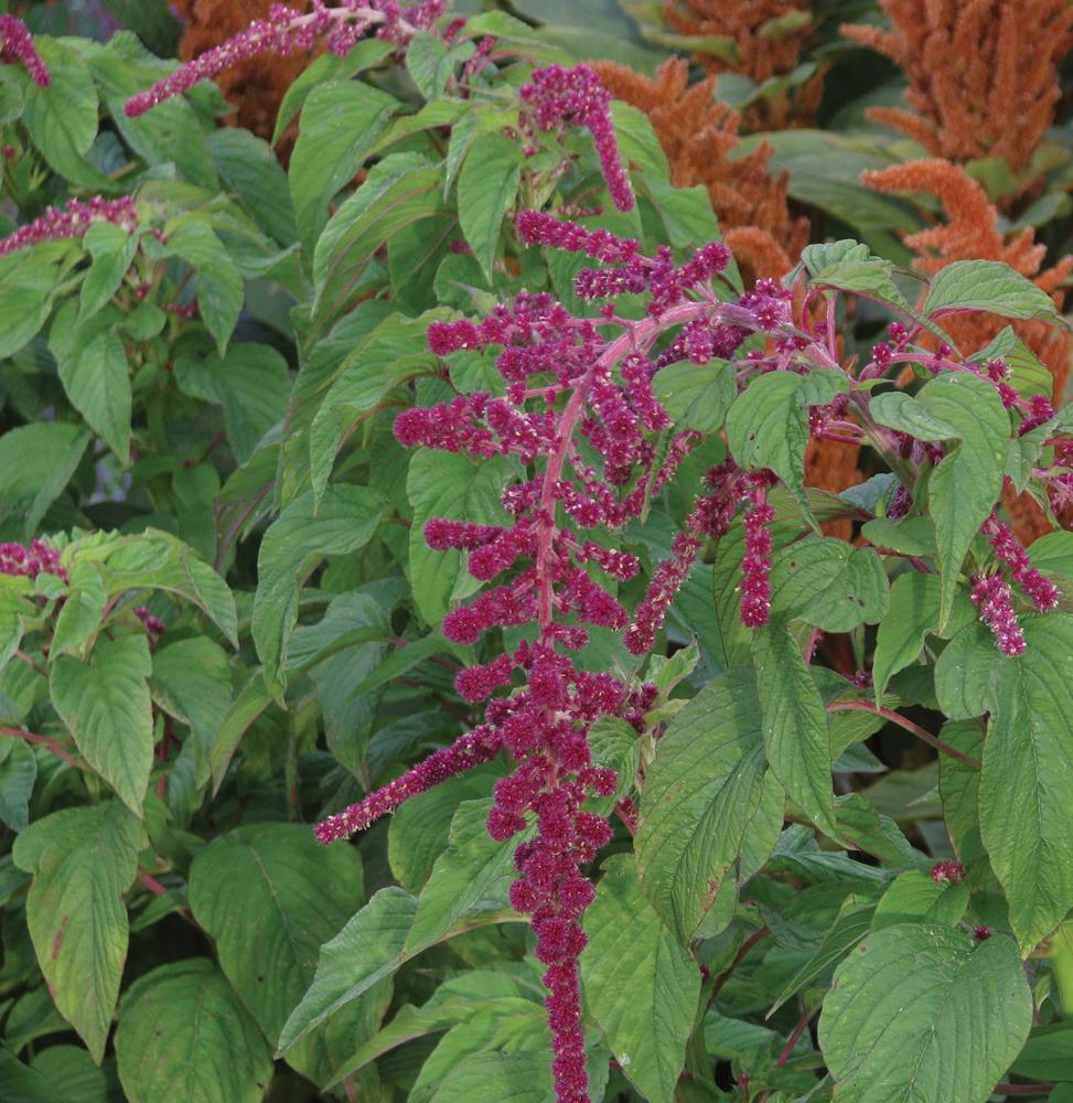 Amaranthus, Red Pearls Packet