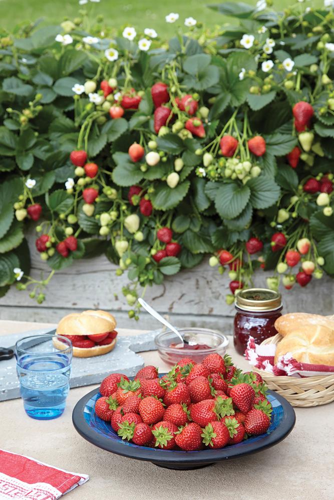 Strawberries, Delizz Hybrid - Crop Failure 2026 Packet