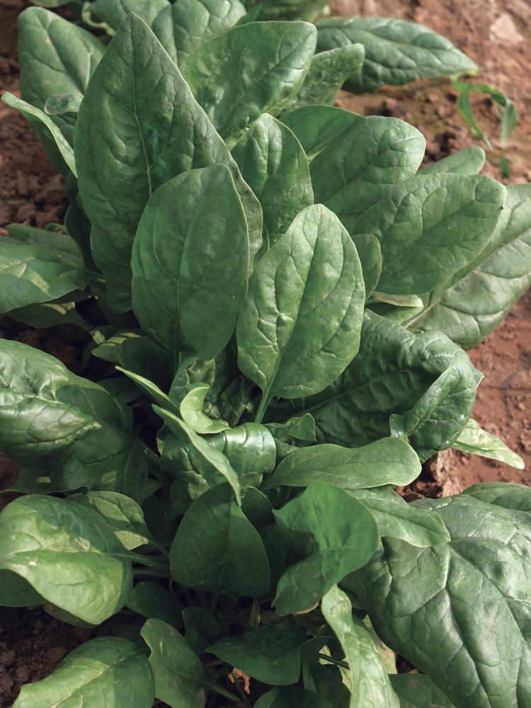Spinach, Space Hybrid Organic 1000 seeds