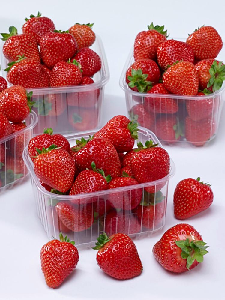 Strawberries, Rowena Hybrid Packet