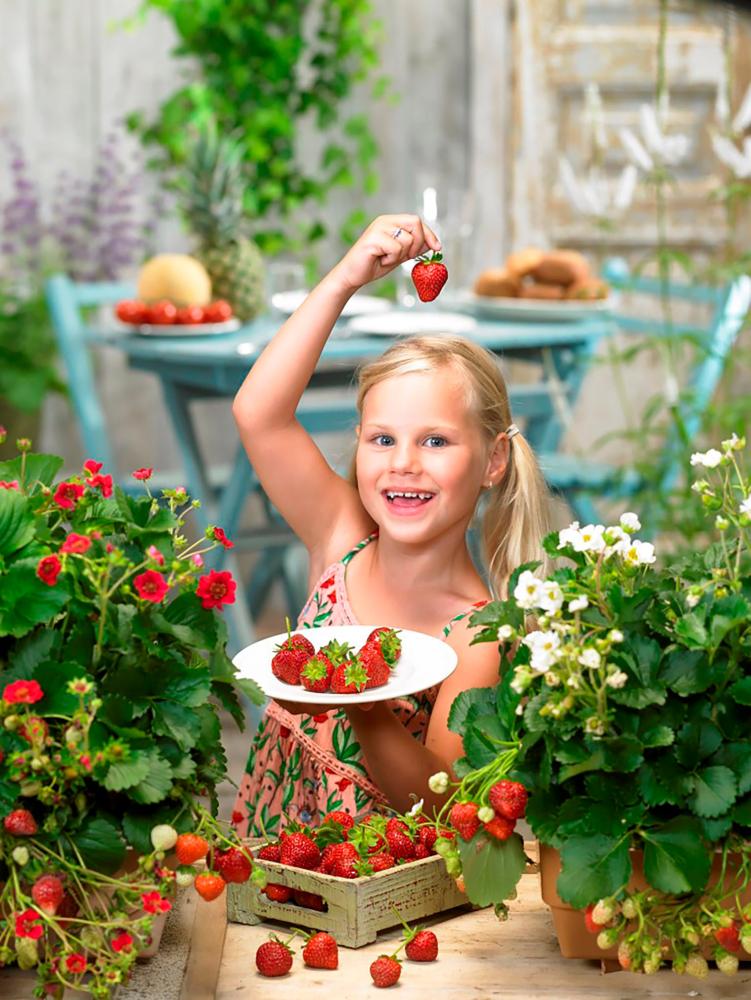 Strawberries, Summer Breeze Snow Packet