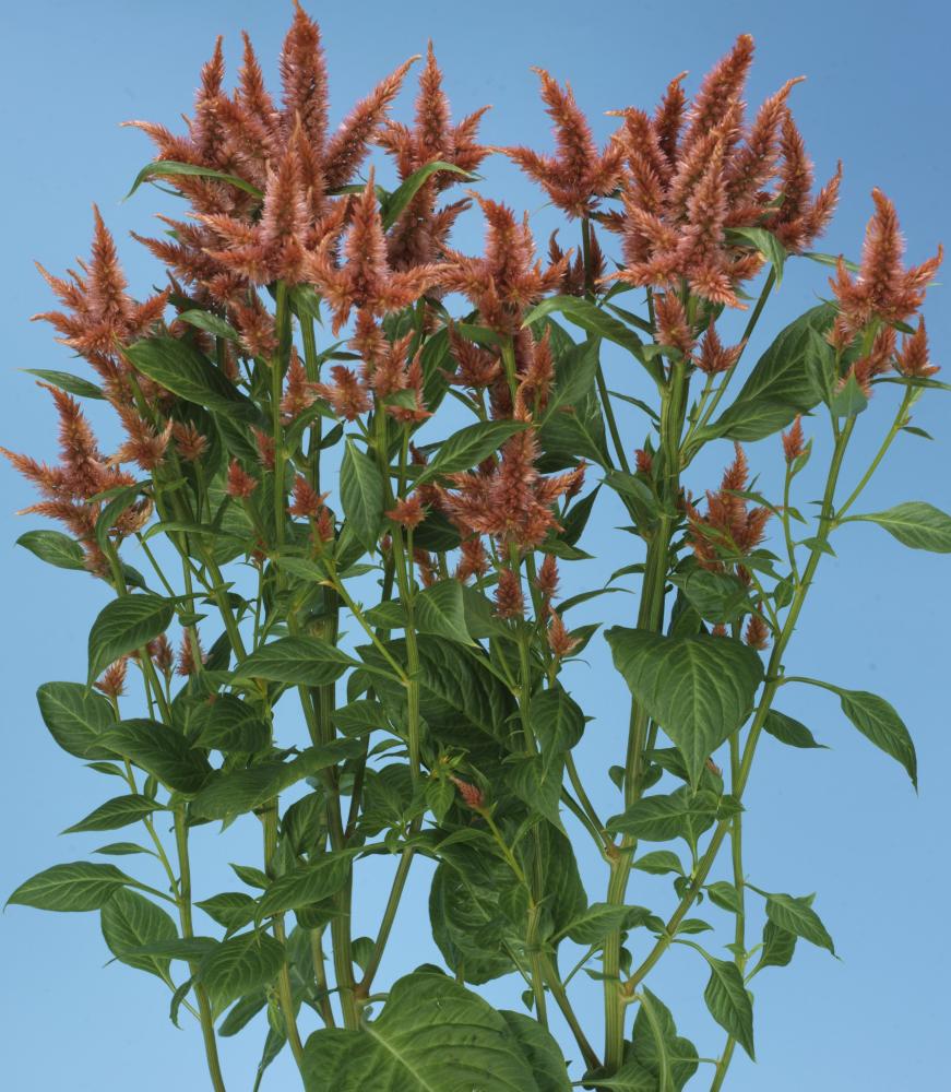 Celosia, Celway Terracotta 25 pellets