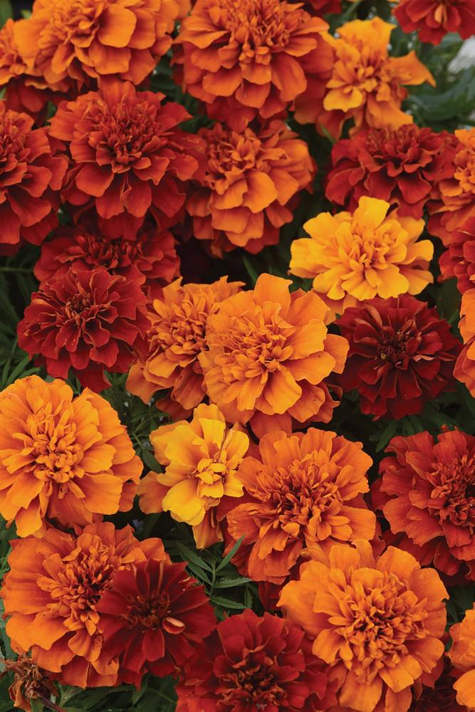 Marigold, Fireball Marigold Packet