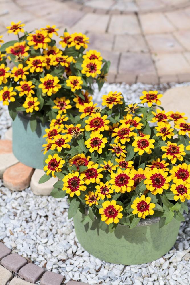 Zinnia, Profusion Red Yellow Bicolor Packet