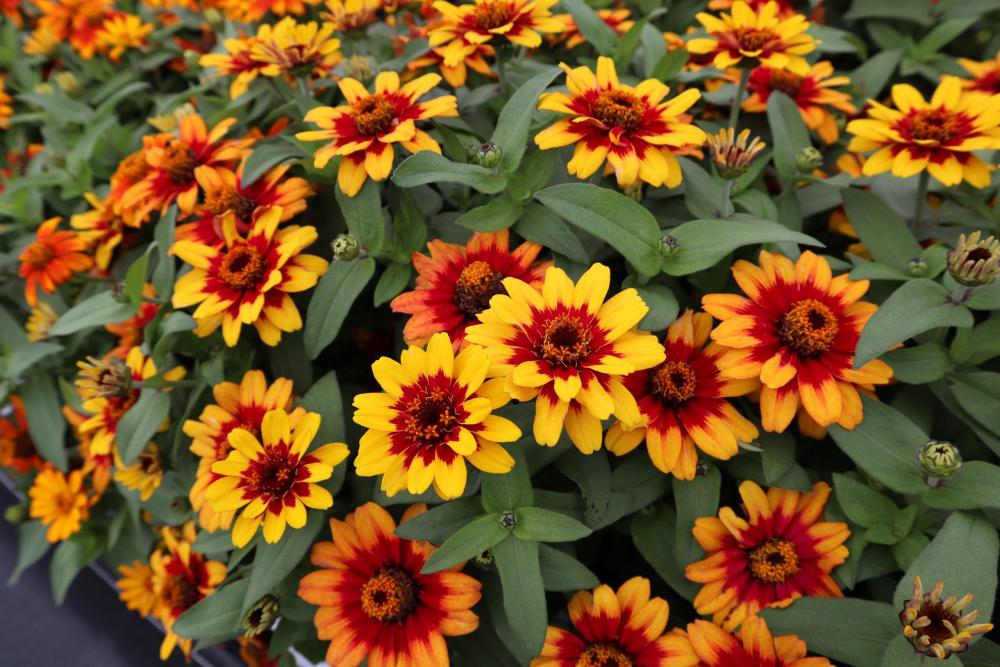 Zinnia, Profusion Red Yellow Bicolor Packet