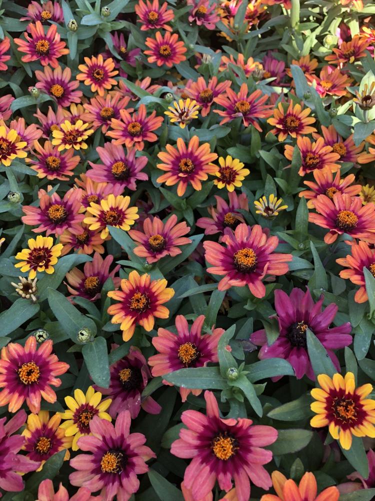 Zinnia, Profusion Red Yellow Bicolor Packet