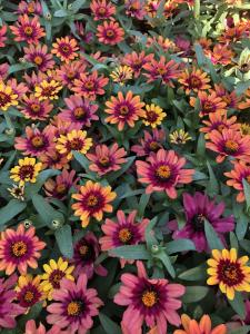 Zinnia, Profusion Red Yellow Bicolor Packet