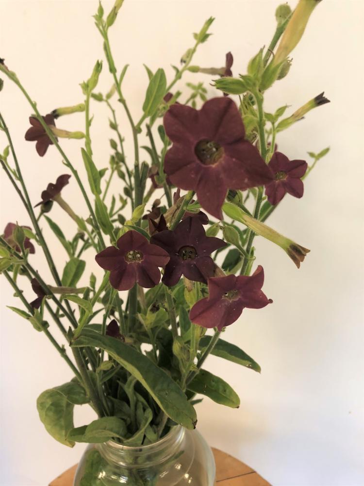 Nicotiana, Bronze Queen Packet