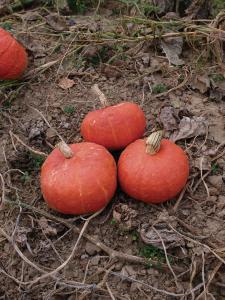 Winter Squash, Sunshine Hybrid Organic Packet