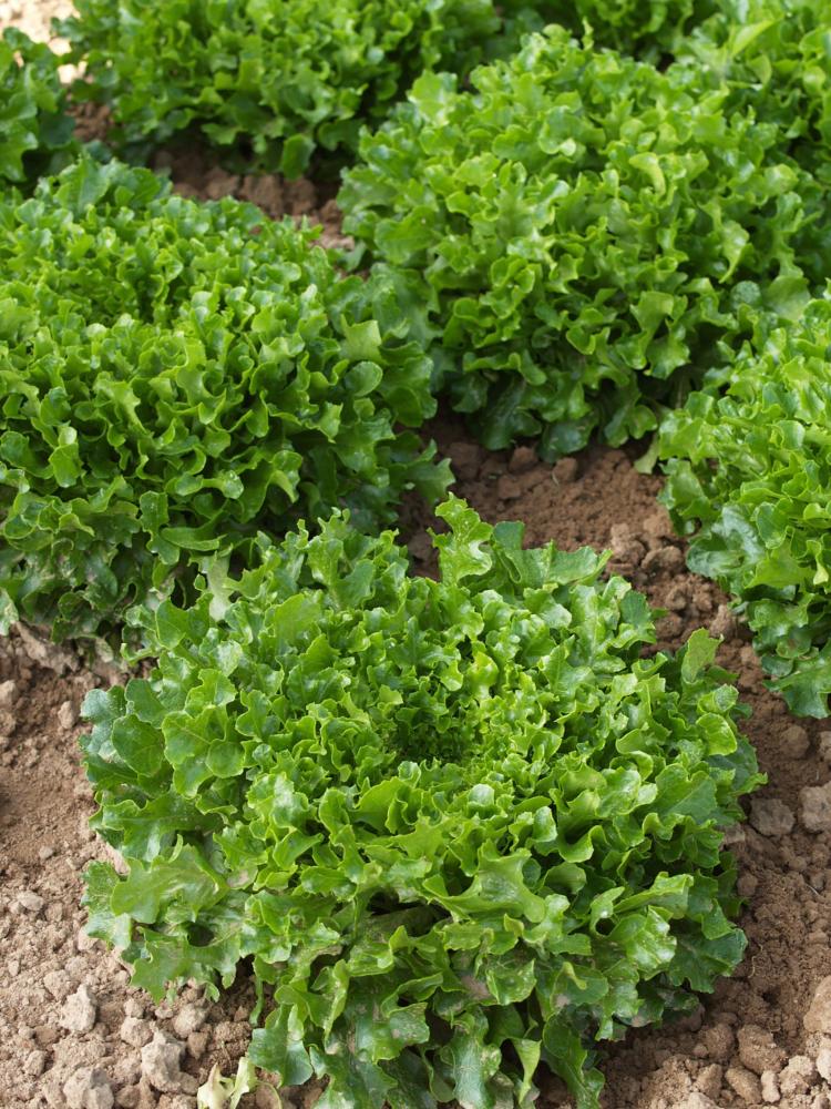 Lettuce, Hampton Organic (Pellets) Packet