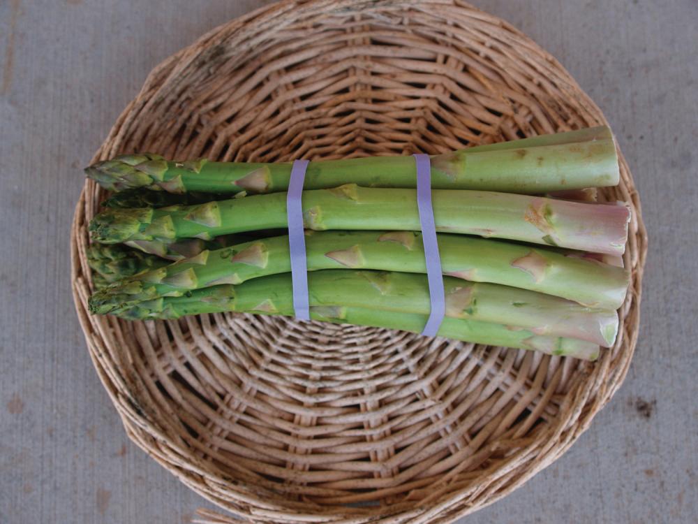 Asparagus Roots, Millennium Hybrid 10 roots