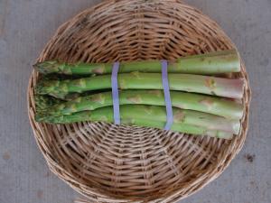 Asparagus Roots, Millennium Hybrid 10 roots