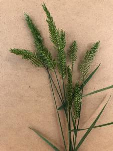 Grasses, Fishbone Grass Vulcan Packet