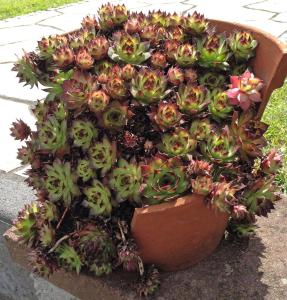 Sempervivum, Hippie Chicks Packet