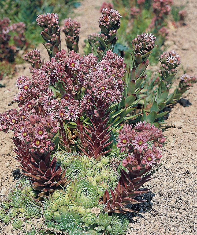 Sempervivum, Hippie Chicks Packet
