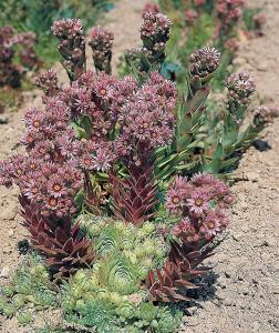 Sempervivum, Hippie Chicks Packet