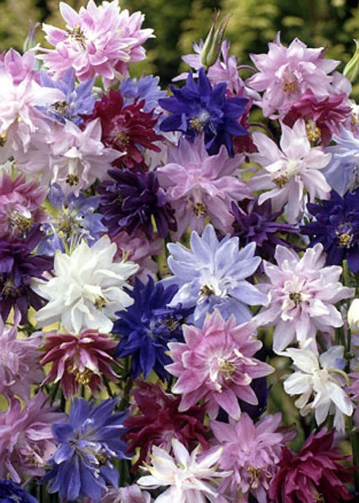 Aquilegia, Barlow Formula Mix:SE Packet