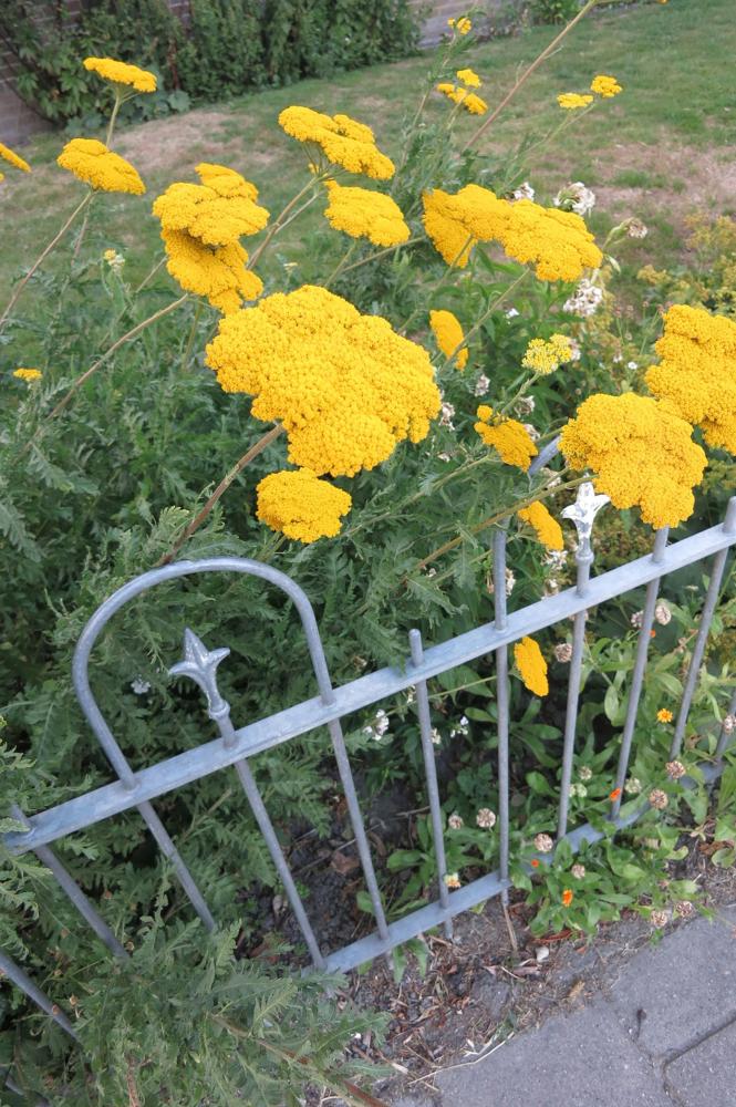 Achillea, Parkers Variety Packet