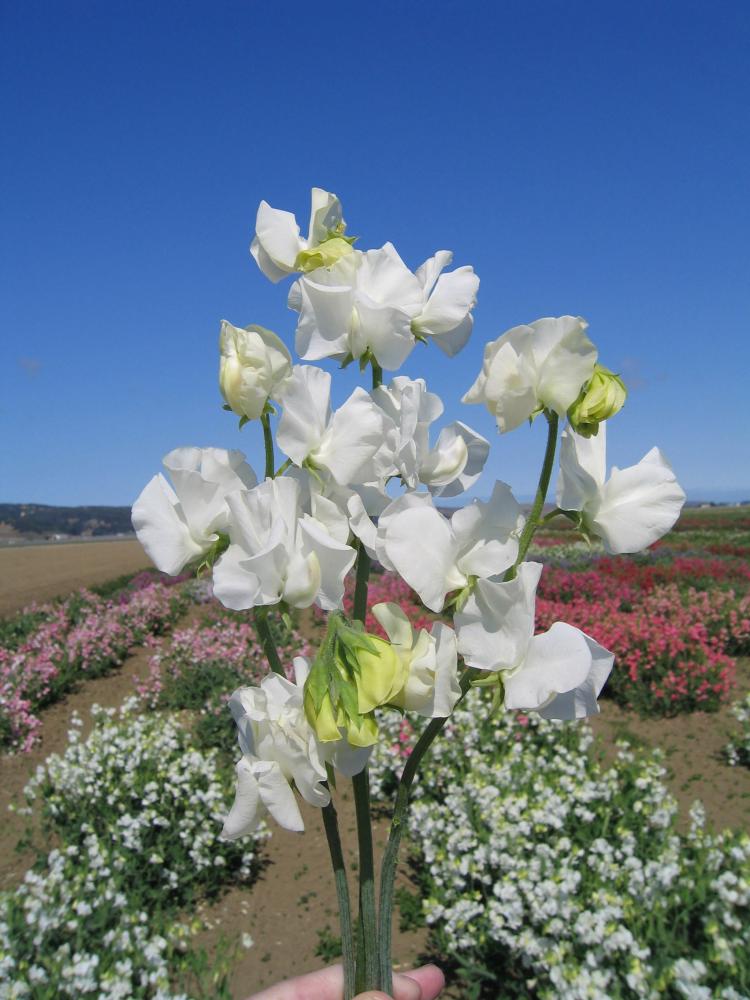 Sweet Peas, Elegance White Packet