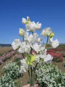 Sweet Peas, Elegance White Packet