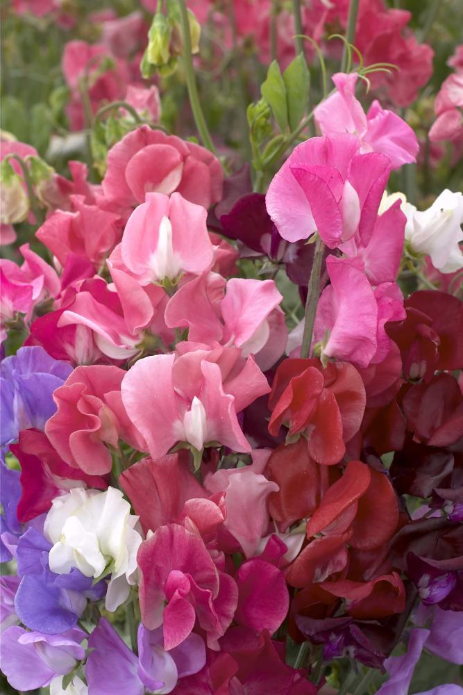 Sweet Peas, Elegance Formula Mix - SE Packet