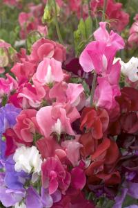 Sweet Peas, Elegance Formula Mix - SE Packet