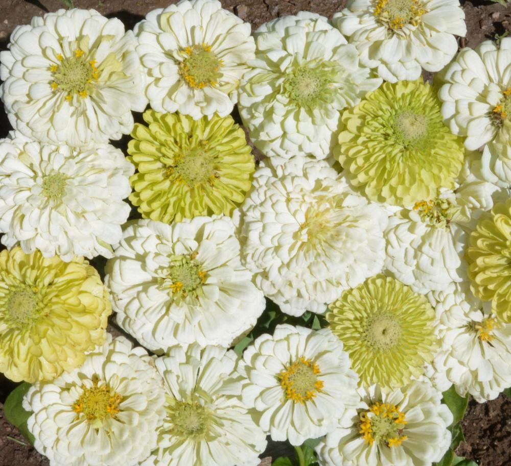 Zinnia, Key Lime Pie Mix Packet