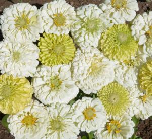 Zinnia, Key Lime Pie Mix Packet
