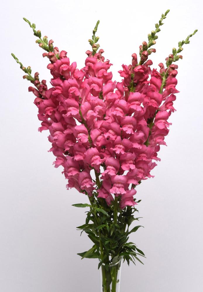 Snapdragon, Potomac Dark Pink Packet