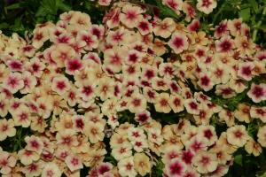 Phlox, Cherry Caramel Packet